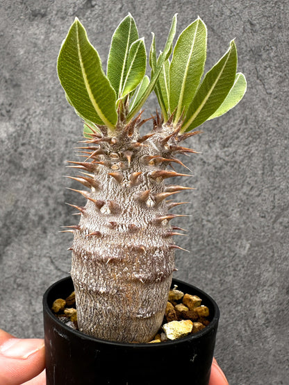 【現品限り】パキポディウム・デンシフローラム 長期実生【I4】 Pachypodium densiflorum