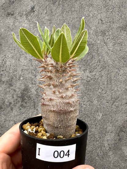 【現品限り】パキポディウム・デンシフローラム 長期実生【I4】 Pachypodium densiflorum