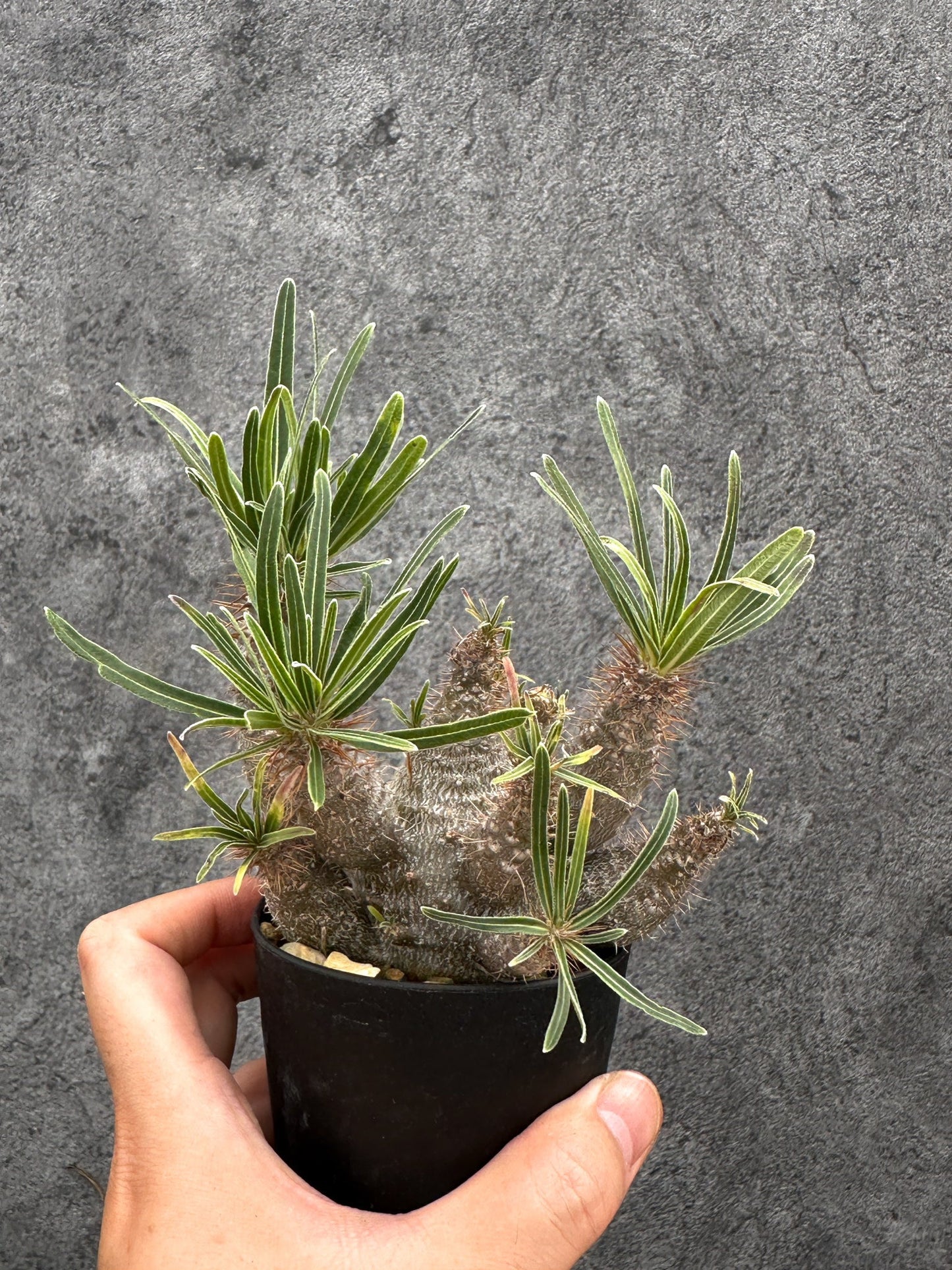 【現品限り】パキポディウム・グラキリス 実生 コレクション【I50】 Pachypodium gracilius
