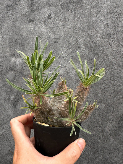 【現品限り】パキポディウム・グラキリス 実生 コレクション【I50】 Pachypodium gracilius
