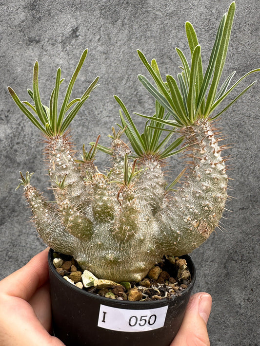 【現品限り】パキポディウム・グラキリス 実生 コレクション【I50】 Pachypodium gracilius