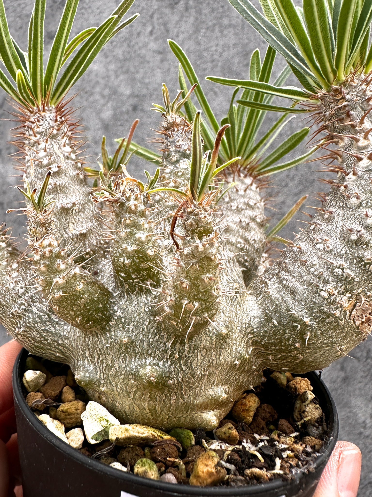 パキポディウム・グラキリス 実生 コレクション【I50】 Pachypodium