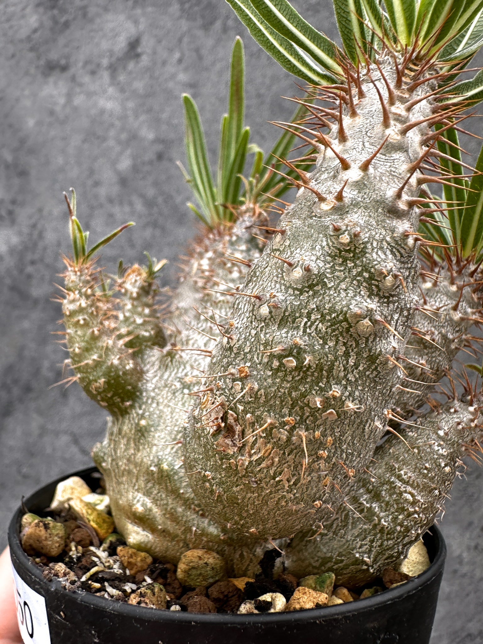 パキポディウム・グラキリス 実生 コレクション【I50】 Pachypodium