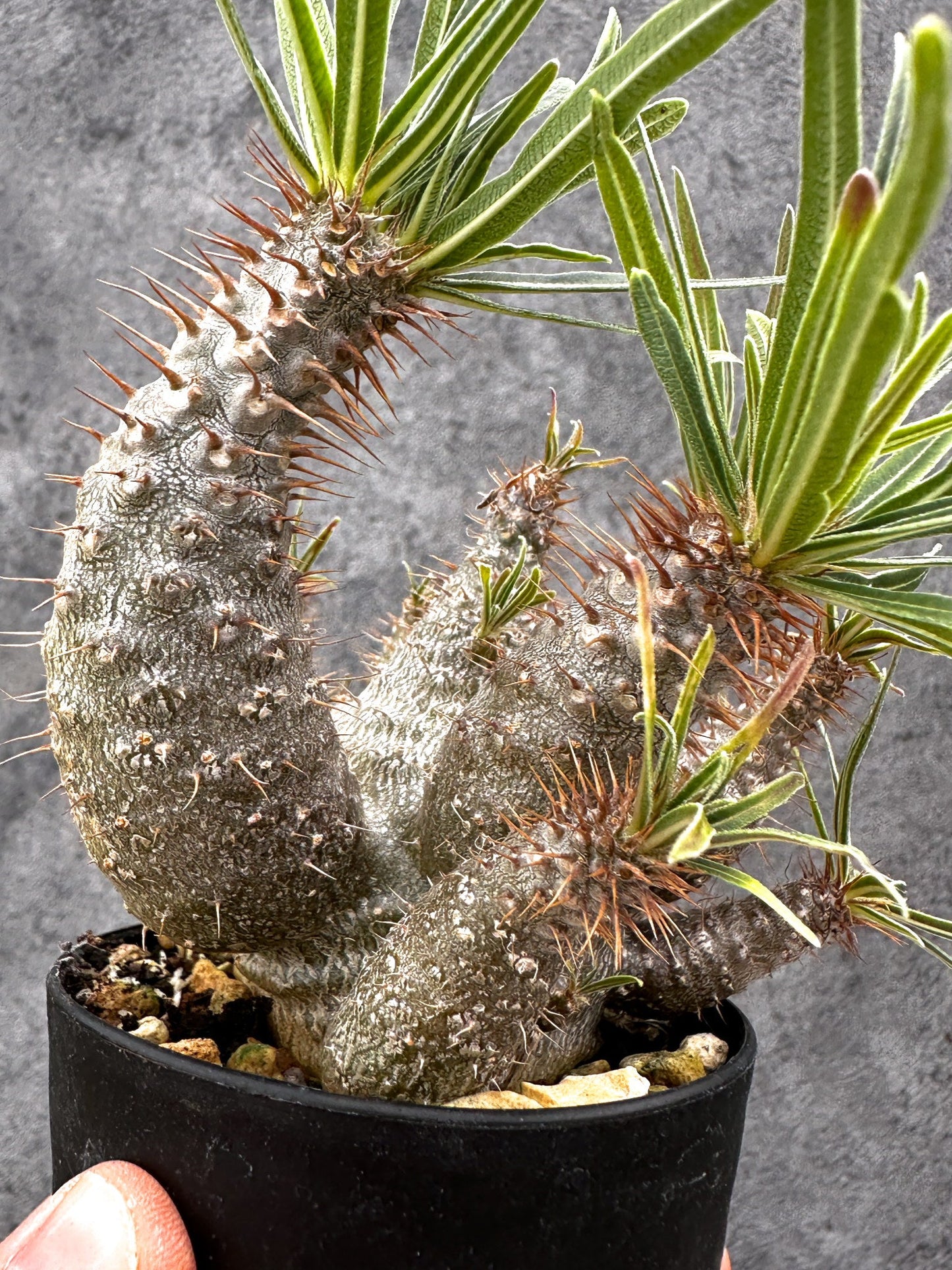 【現品限り】パキポディウム・グラキリス 実生 コレクション【I50】 Pachypodium gracilius