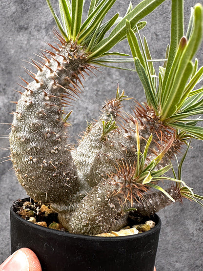【現品限り】パキポディウム・グラキリス 実生 コレクション【I50】 Pachypodium gracilius