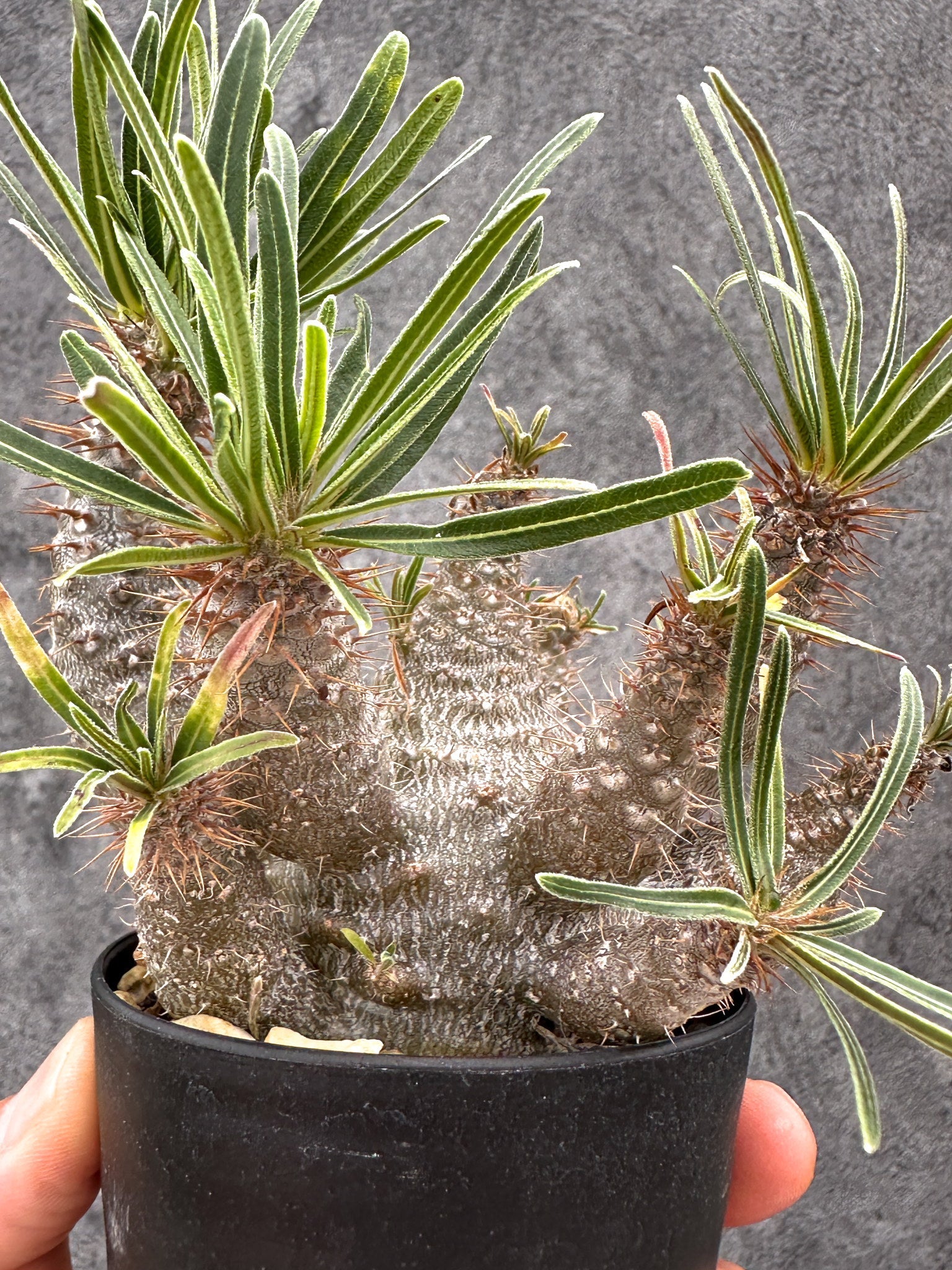 パキポディウム・グラキリス 実生 コレクション【I50】 Pachypodium