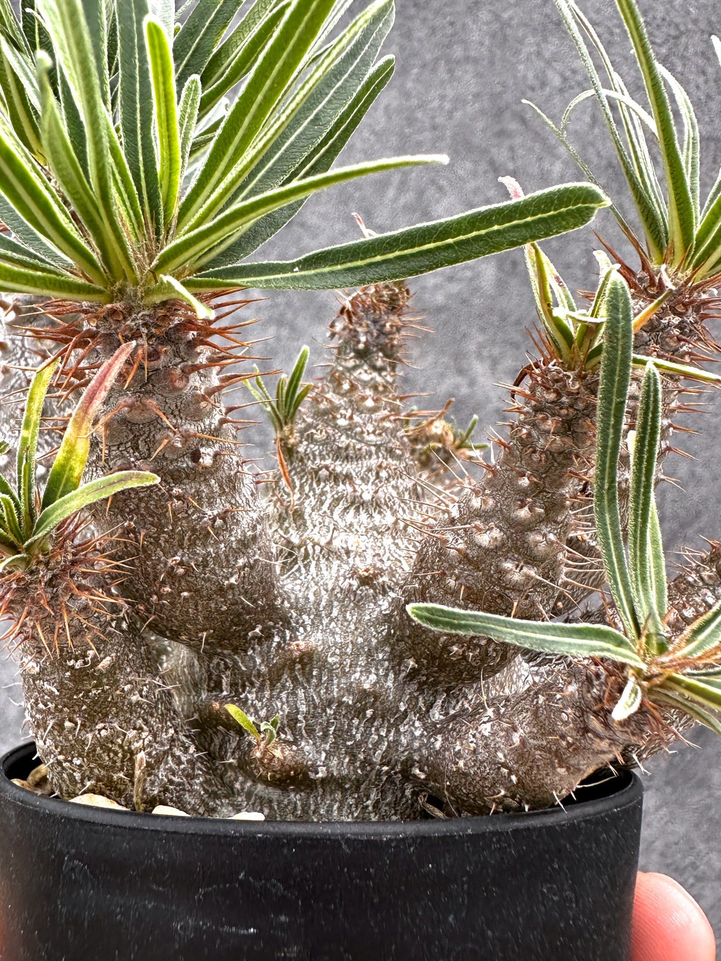 【現品限り】パキポディウム・グラキリス 実生 コレクション【I50】 Pachypodium gracilius