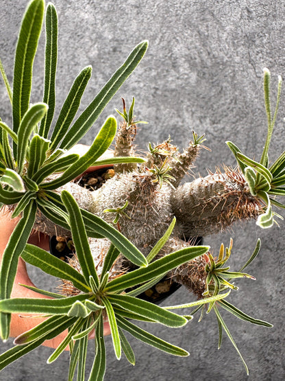 【現品限り】パキポディウム・グラキリス 実生 コレクション【I50】 Pachypodium gracilius