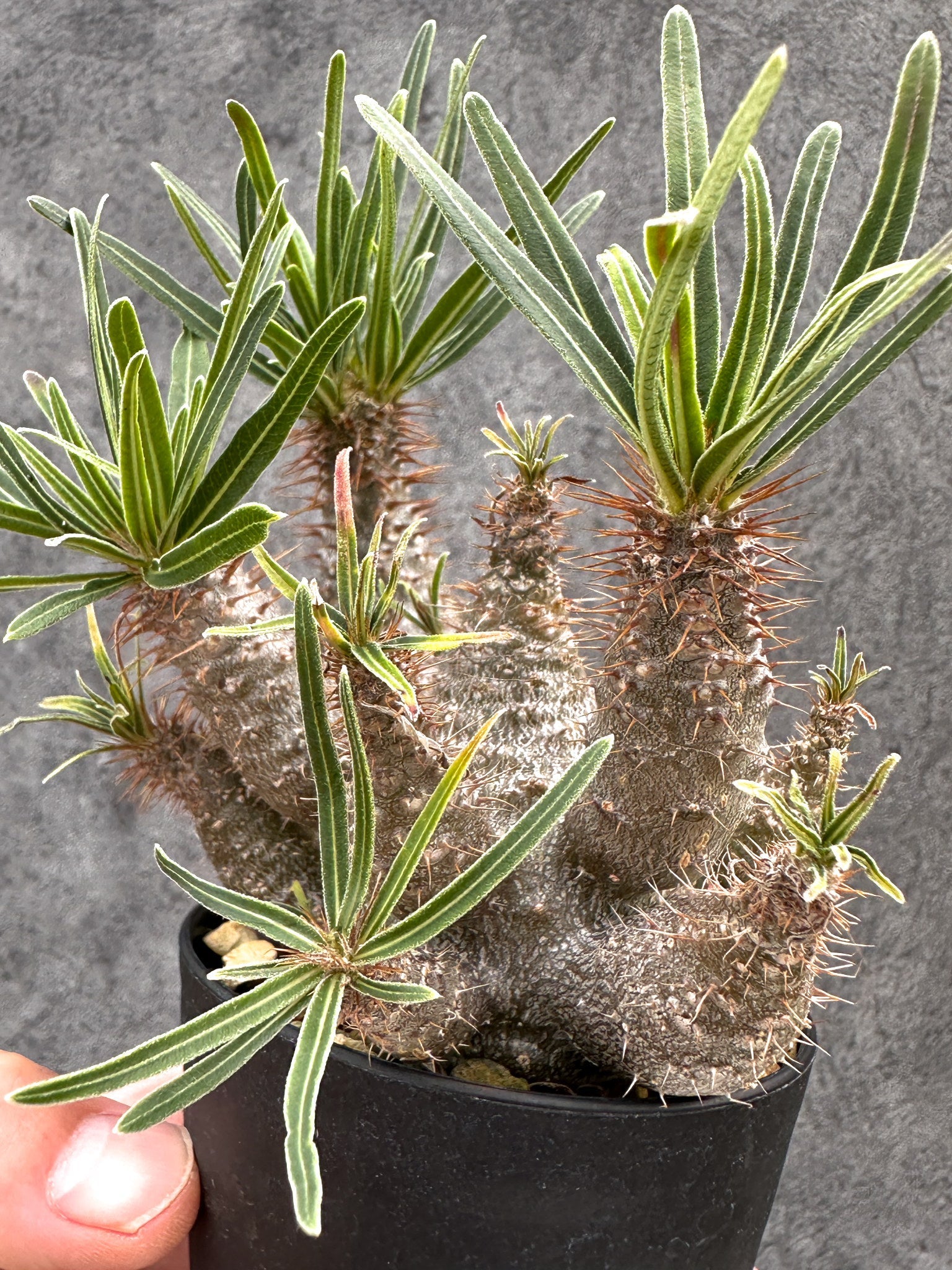 パキポディウム・グラキリス 実生 コレクション【I50】 Pachypodium