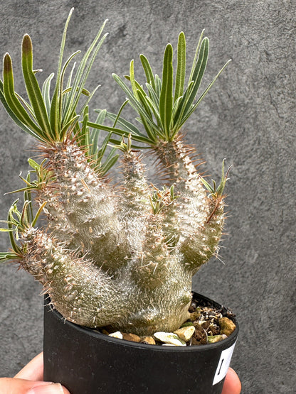 【現品限り】パキポディウム・グラキリス 実生 コレクション【I50】 Pachypodium gracilius