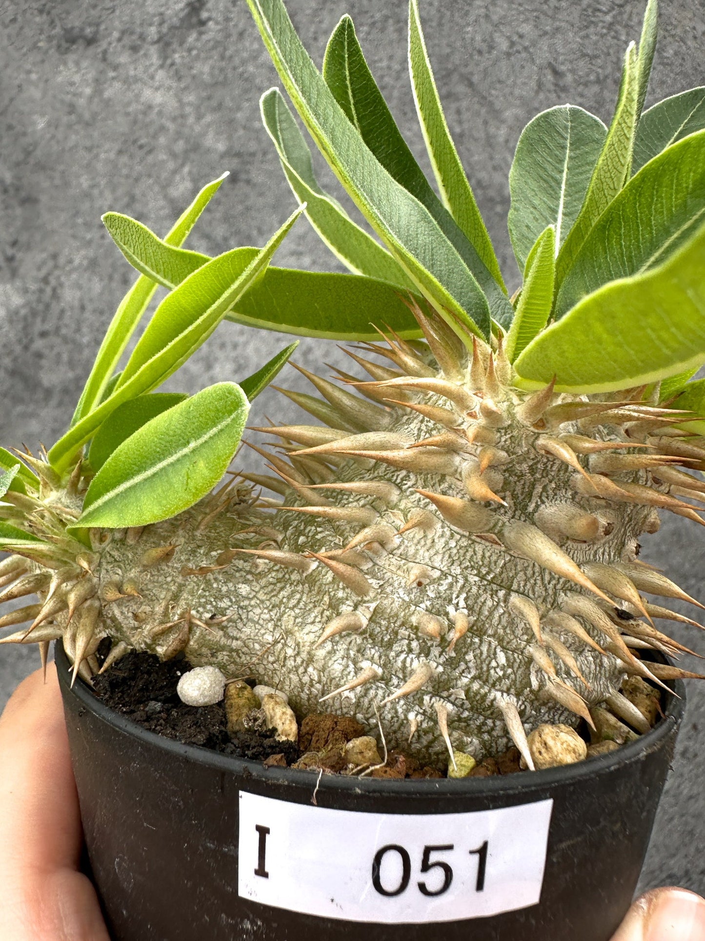 【現品限り】パキポディウム・エニグマチカム 実生【I51】 Pachypodium enigmaticum