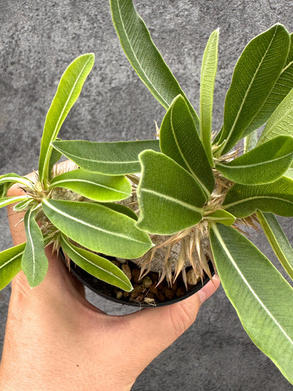 【現品限り】パキポディウム・エニグマチカム 実生【I51】 Pachypodium enigmaticum