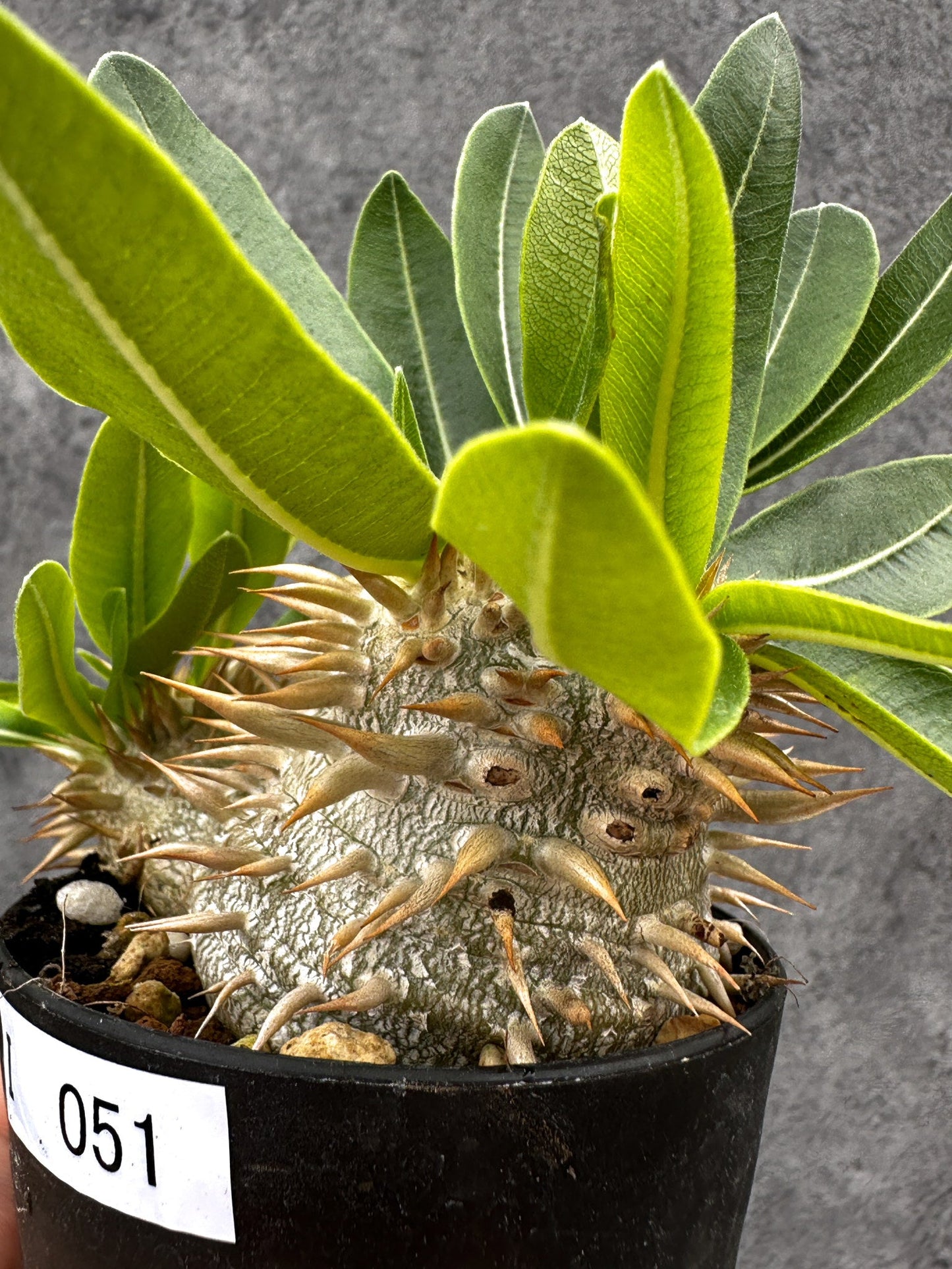 【現品限り】パキポディウム・エニグマチカム 実生【I51】 Pachypodium enigmaticum