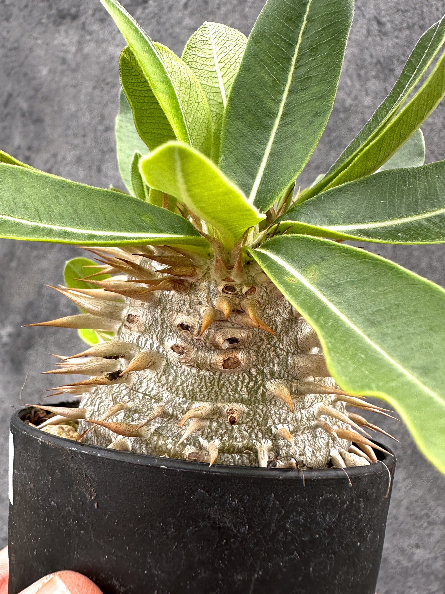 パキポディウム・エニグマチカム 実生【I51】 Pachypodium enigmaticum