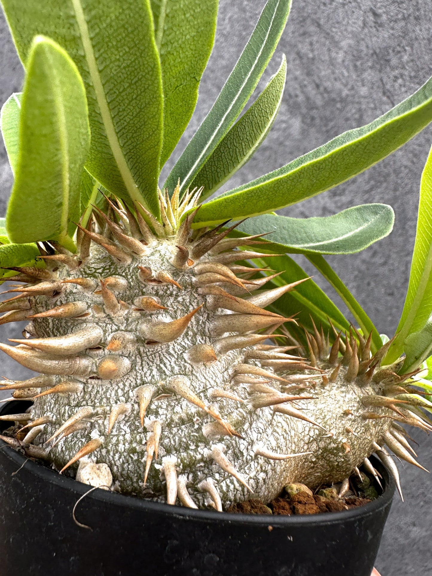 【現品限り】パキポディウム・エニグマチカム 実生【I51】 Pachypodium enigmaticum