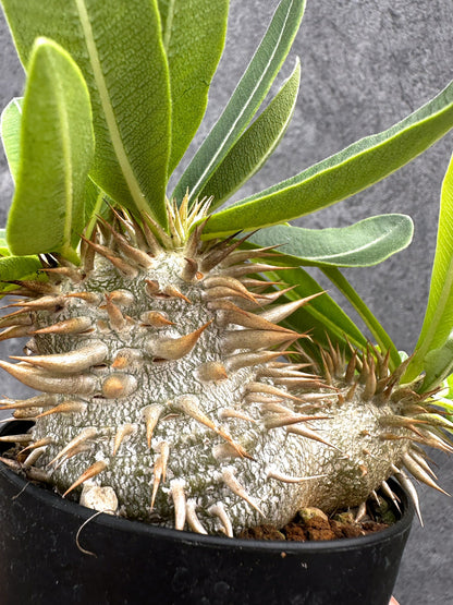 【現品限り】パキポディウム・エニグマチカム 実生【I51】 Pachypodium enigmaticum
