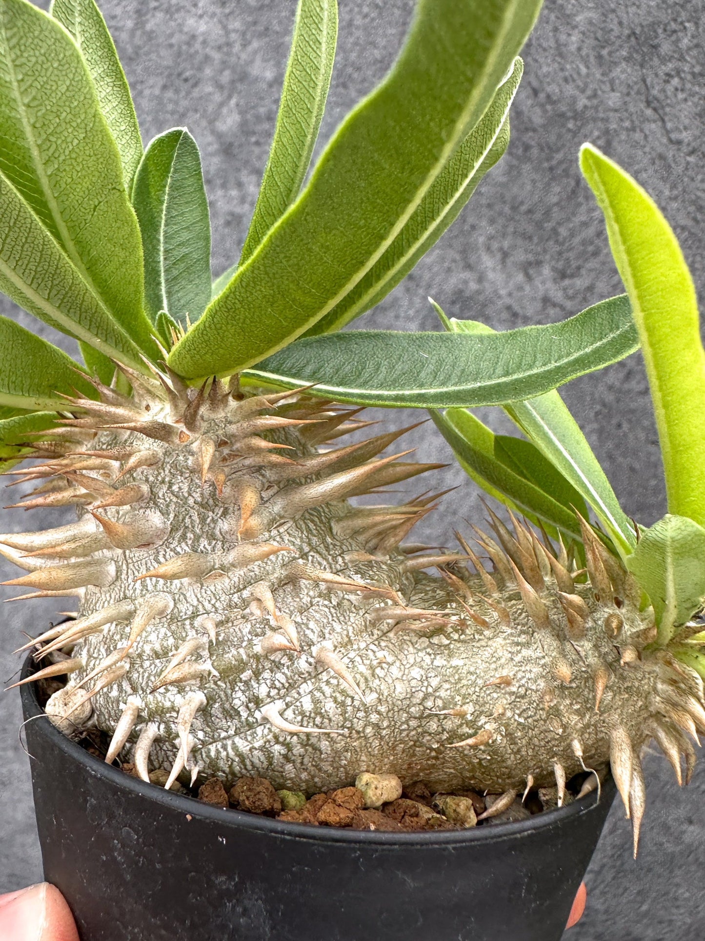 【現品限り】パキポディウム・エニグマチカム 実生【I51】 Pachypodium enigmaticum