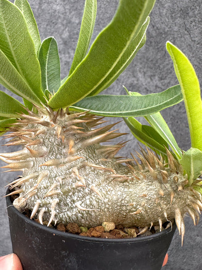 【現品限り】パキポディウム・エニグマチカム 実生【I51】 Pachypodium enigmaticum