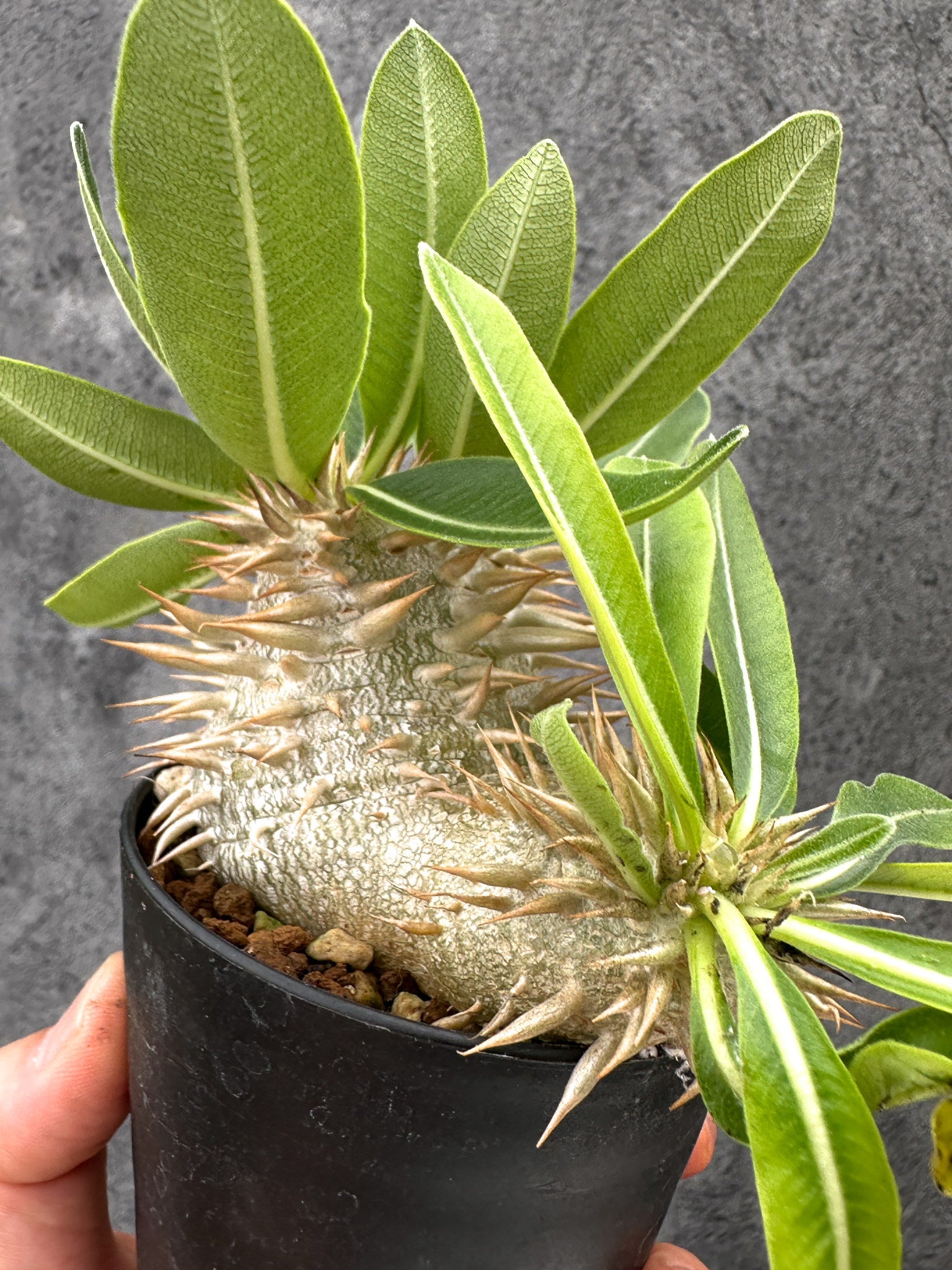 パキポディウム・エニグマチカム 実生【I51】 Pachypodium enigmaticum