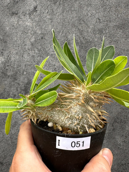 【現品限り】パキポディウム・エニグマチカム 実生【I51】 Pachypodium enigmaticum