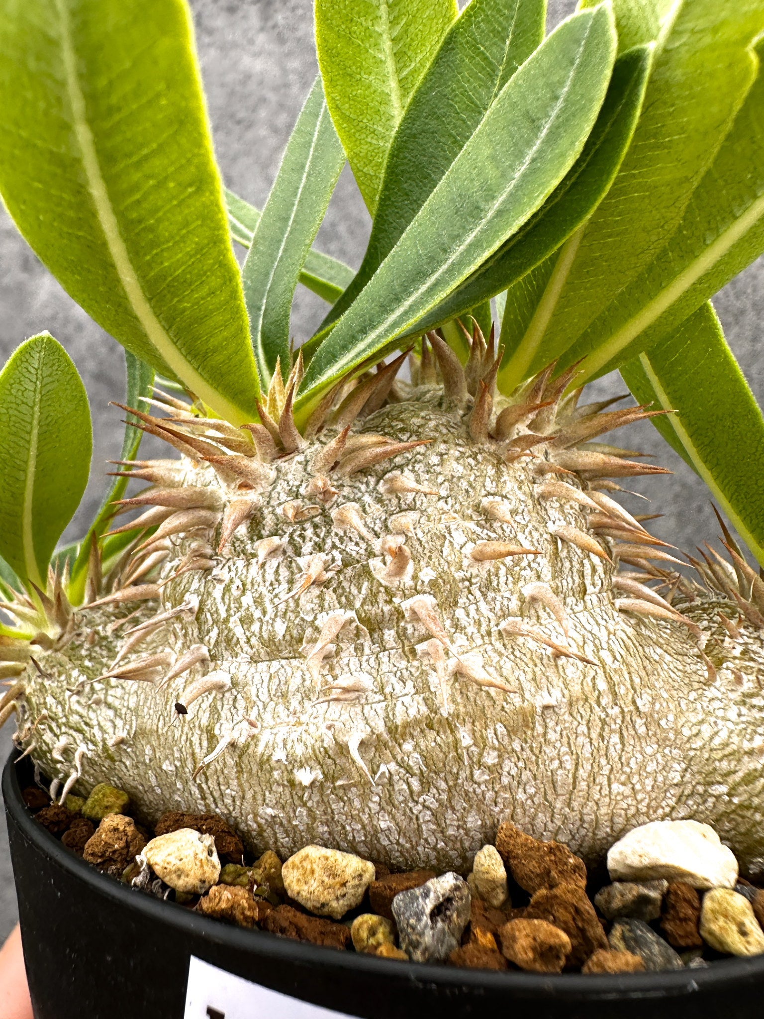 パキポディウム(Pachypodium)の種子・植物 通販サイト – プラント