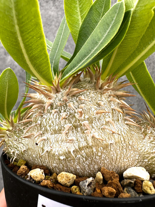 【現品限り】パキポディウム・エニグマチカム 実生【I52】 Pachypodium enigmaticum
