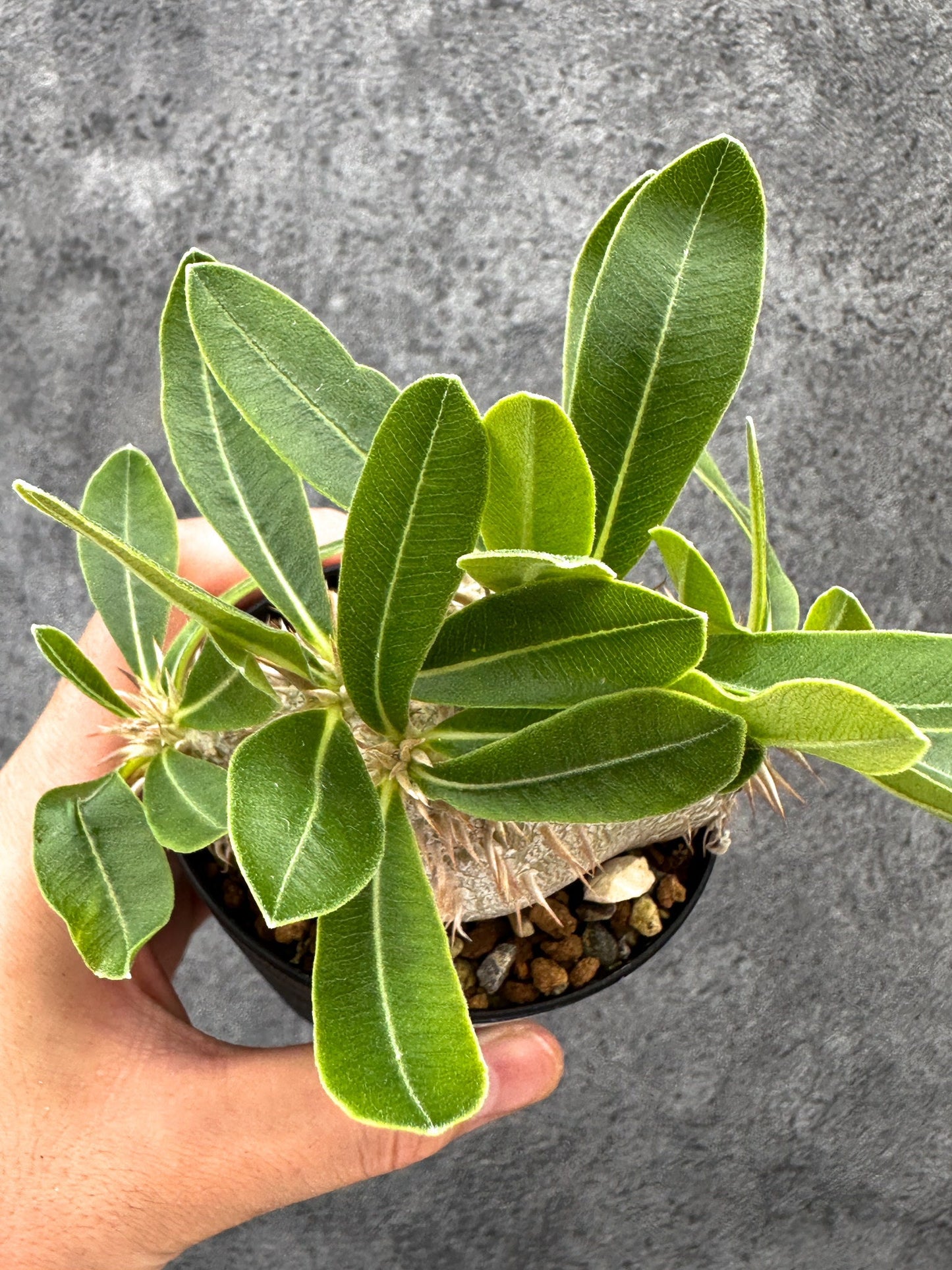 【現品限り】パキポディウム・エニグマチカム 実生【I52】 Pachypodium enigmaticum