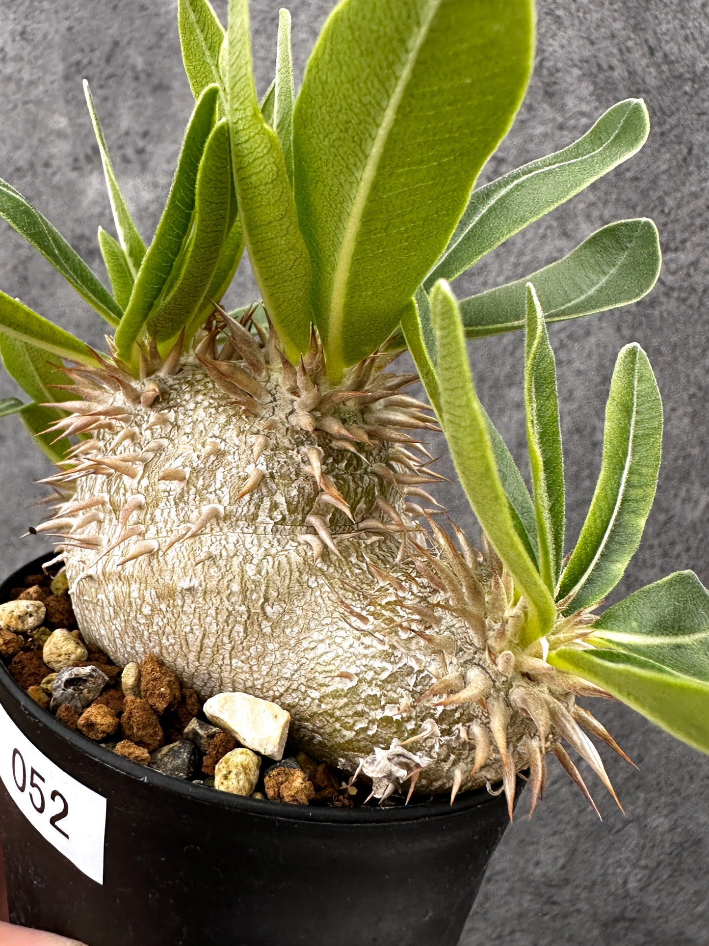 【現品限り】パキポディウム・エニグマチカム 実生【I52】 Pachypodium enigmaticum