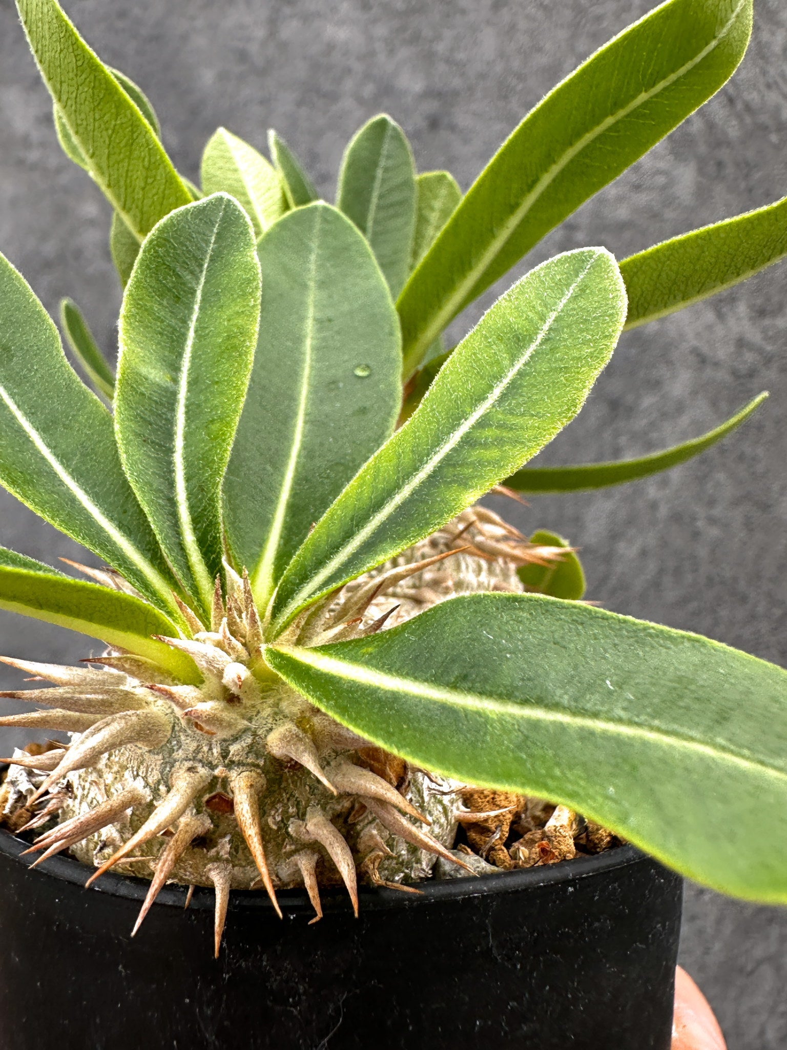 パキポディウム・エニグマチカム 実生【I52】 Pachypodium enigmaticum