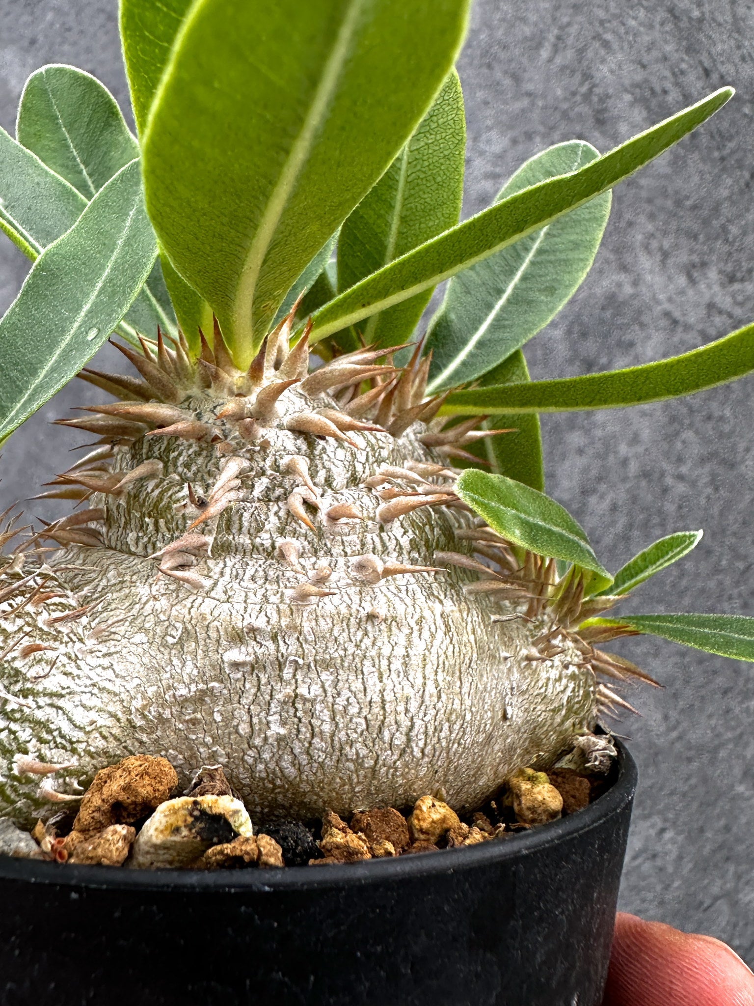 パキポディウム・エニグマチカム 実生【I52】 Pachypodium enigmaticum