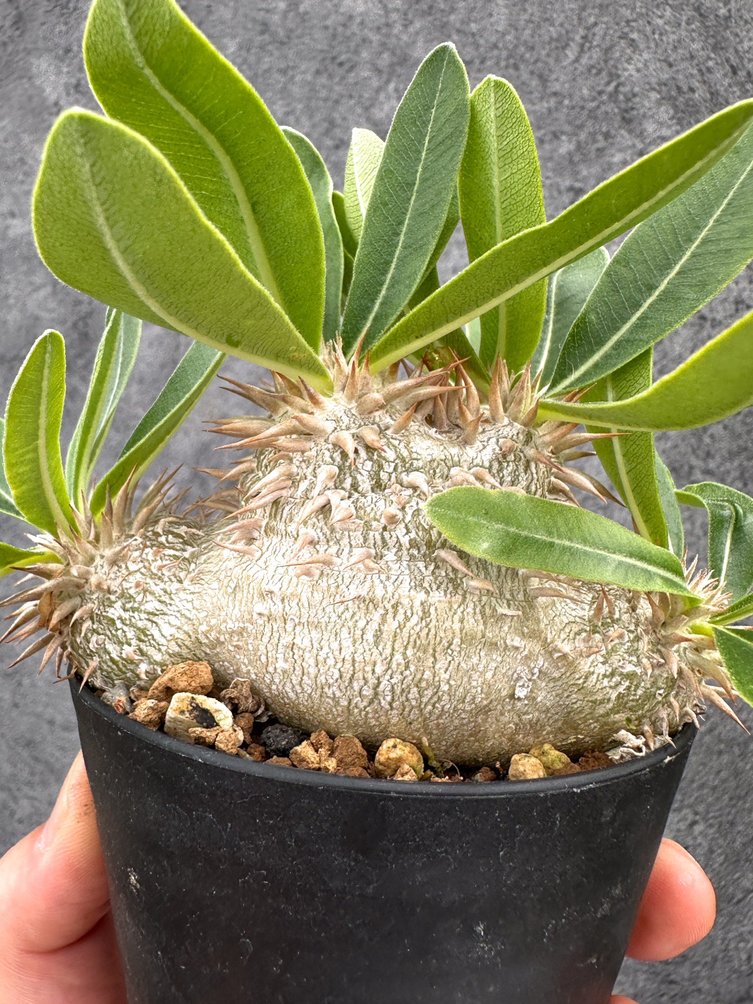 パキポディウム・エニグマチカム 実生【I52】 Pachypodium enigmaticum