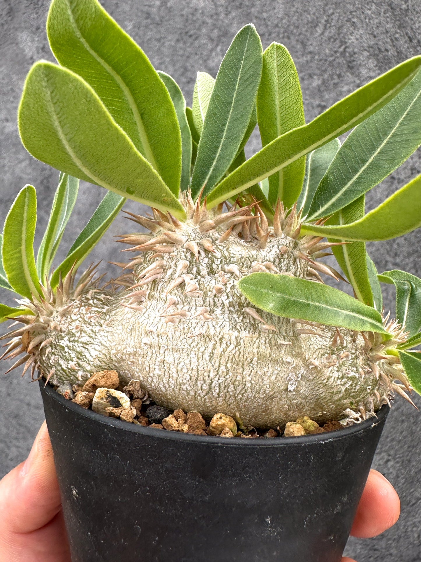 【現品限り】パキポディウム・エニグマチカム 実生【I52】 Pachypodium enigmaticum