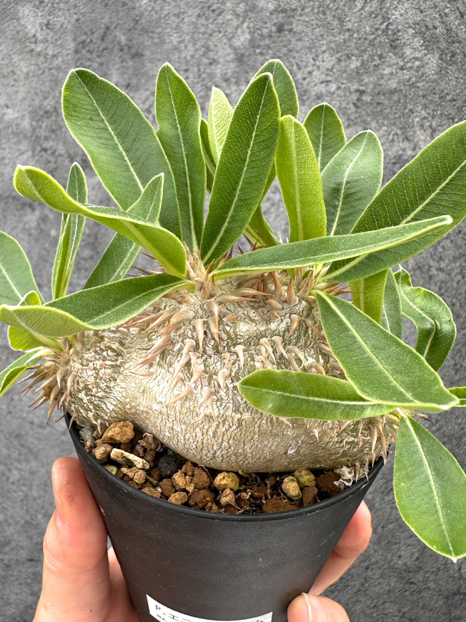 パキポディウム・エニグマチカム 実生【I52】 Pachypodium enigmaticum