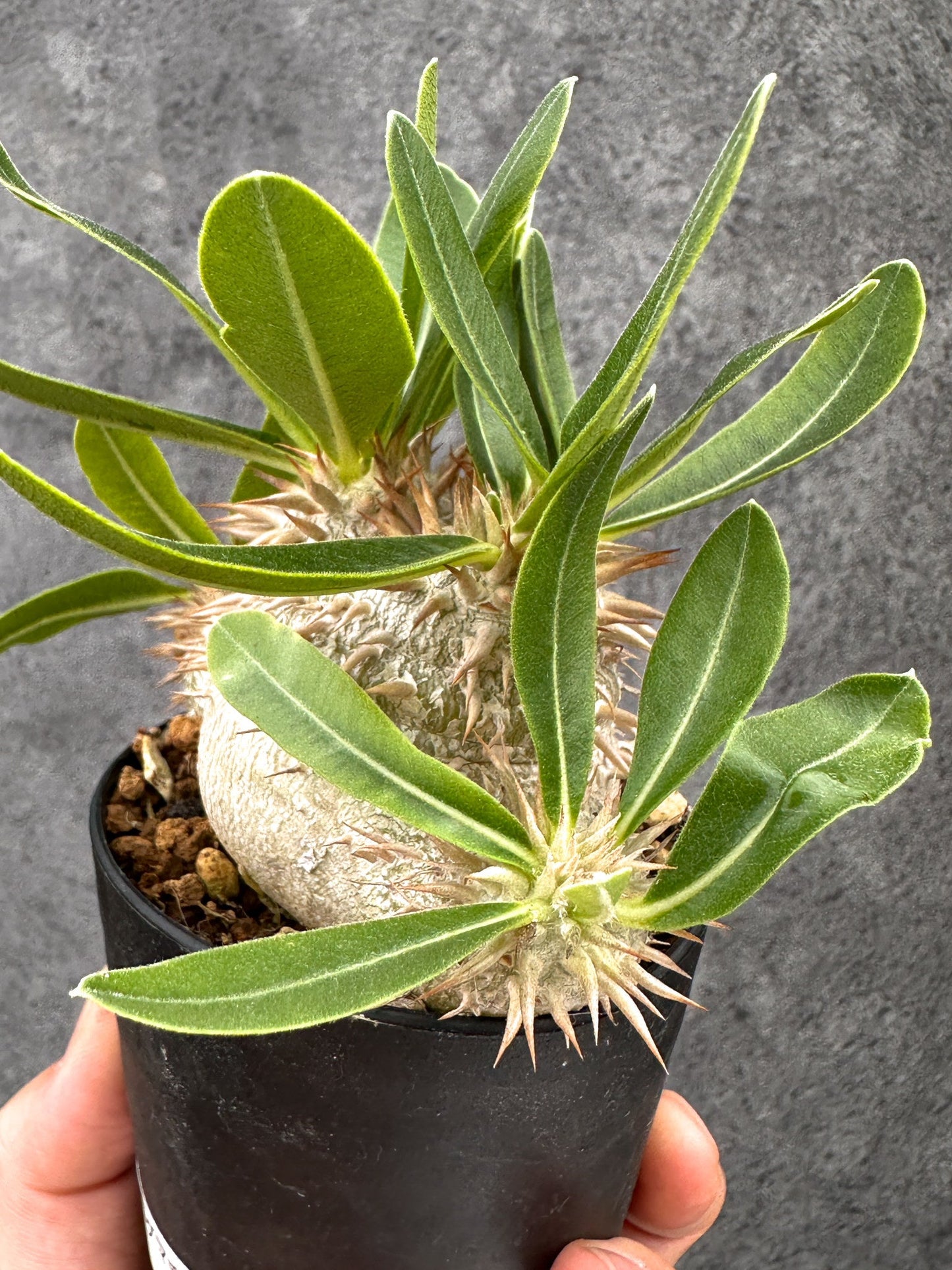 【現品限り】パキポディウム・エニグマチカム 実生【I52】 Pachypodium enigmaticum