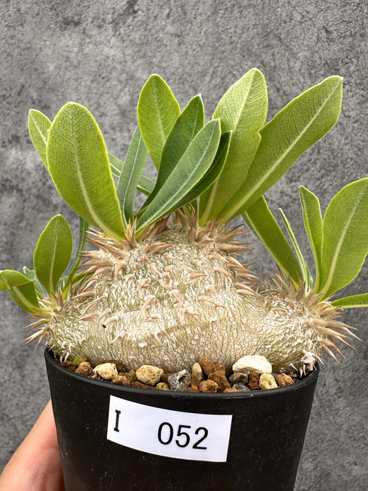 【現品限り】パキポディウム・エニグマチカム 実生【I52】 Pachypodium enigmaticum