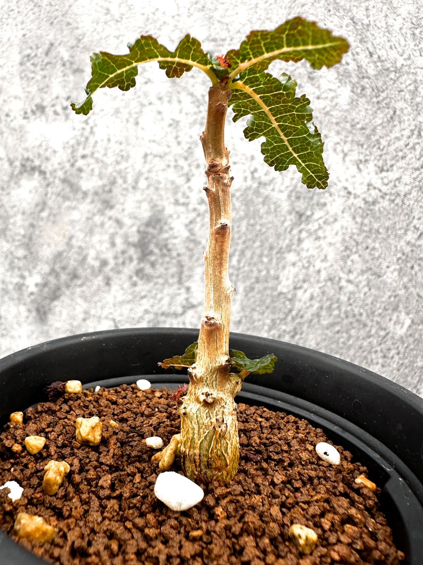 【現品限り】ボスウェリア・ナナ 実生【I53】 Boswellia nana