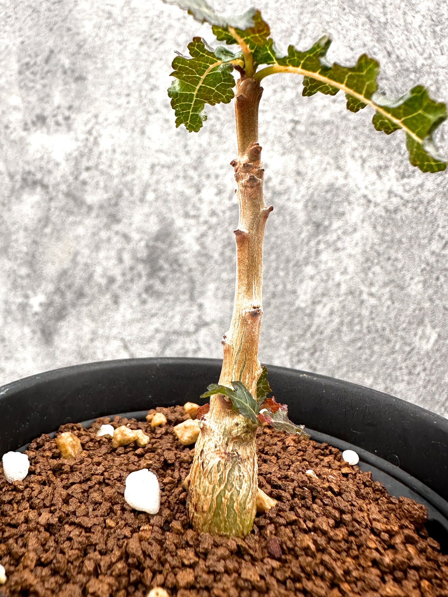 【現品限り】ボスウェリア・ナナ 実生【I53】 Boswellia nana