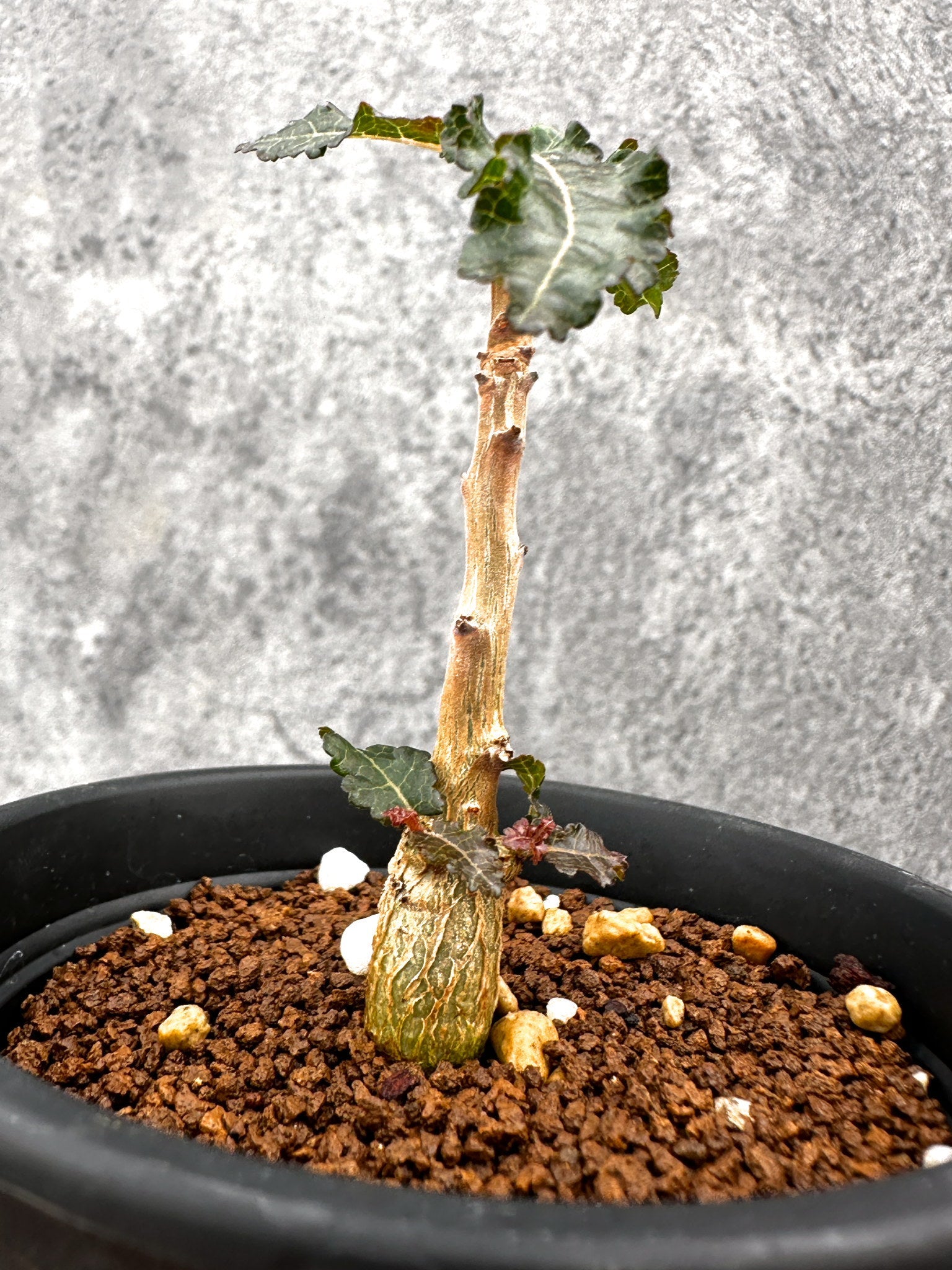 ボスウェリア・ナナ 実生【I53】 Boswellia nana 塊根植物 コーデック