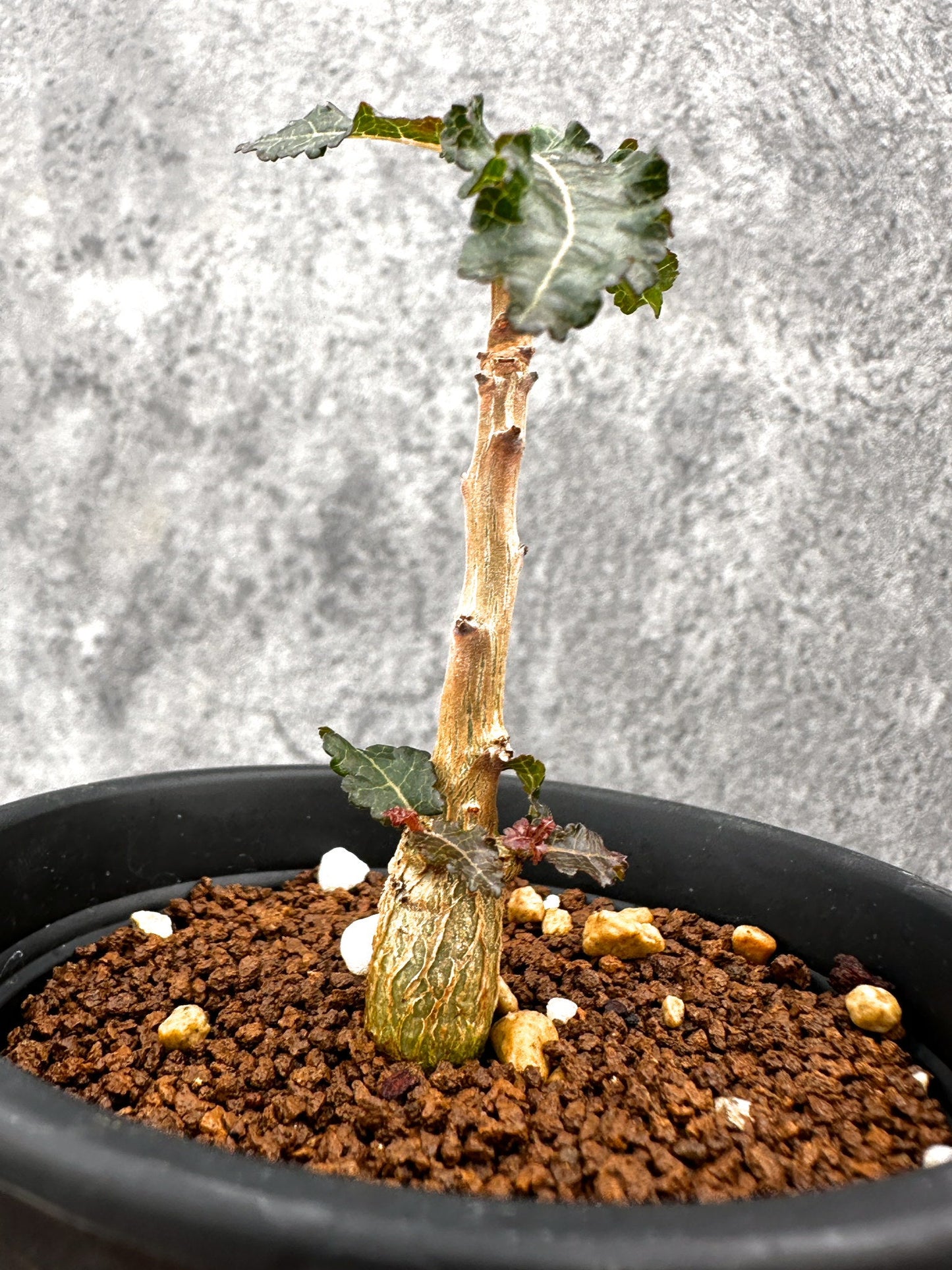 【現品限り】ボスウェリア・ナナ 実生【I53】 Boswellia nana