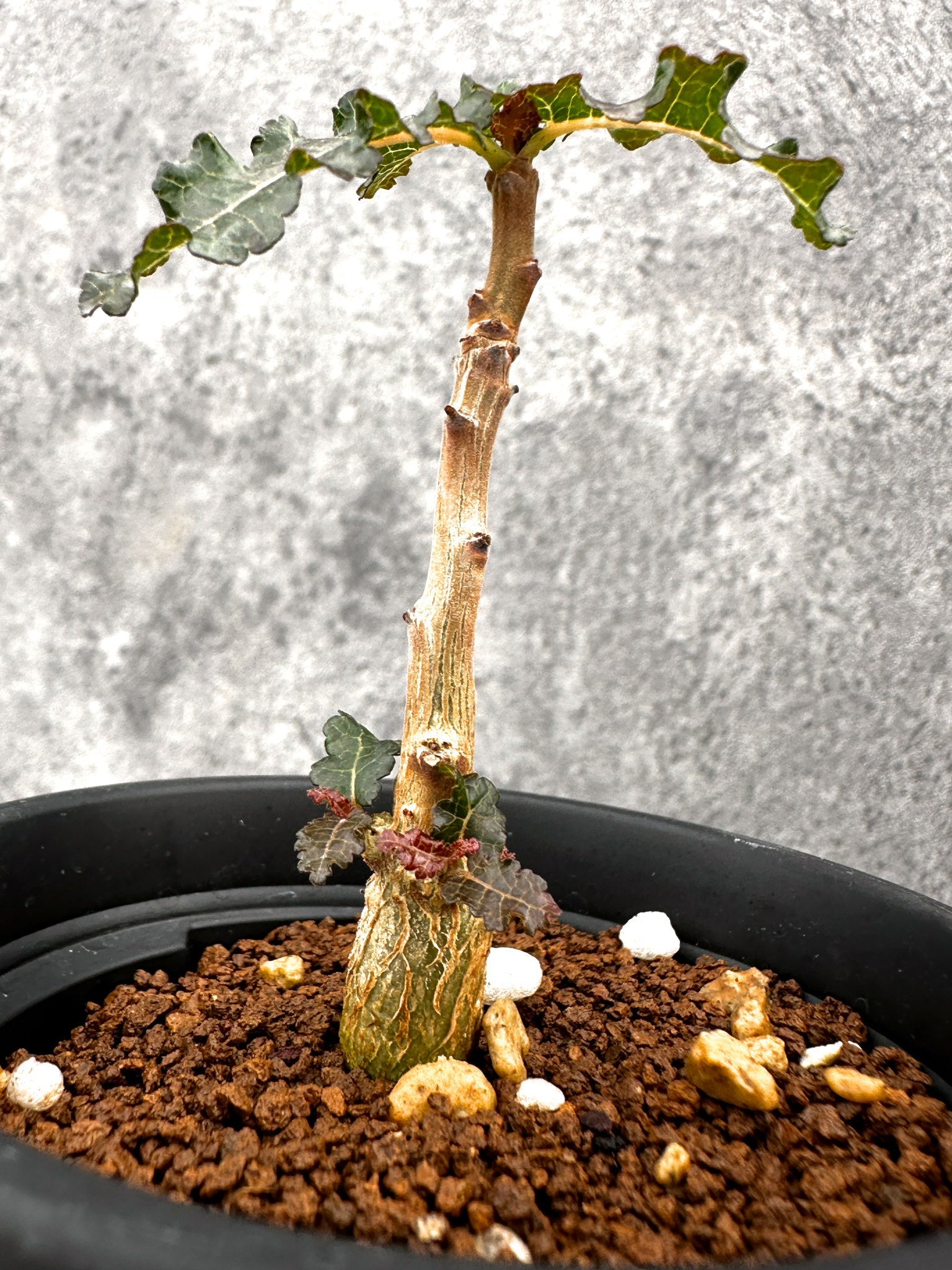 ボスウェリア・ナナ 実生【I53】 Boswellia nana 塊根植物 コーデック
