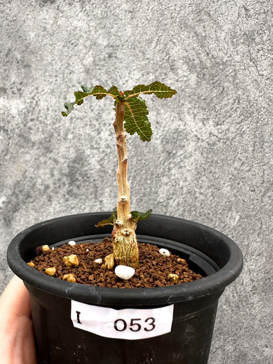 【現品限り】ボスウェリア・ナナ 実生【I53】 Boswellia nana