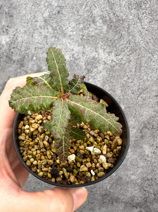 【現品限り】ボスウェリア・ナナ 実生【I54】 Boswellia nana