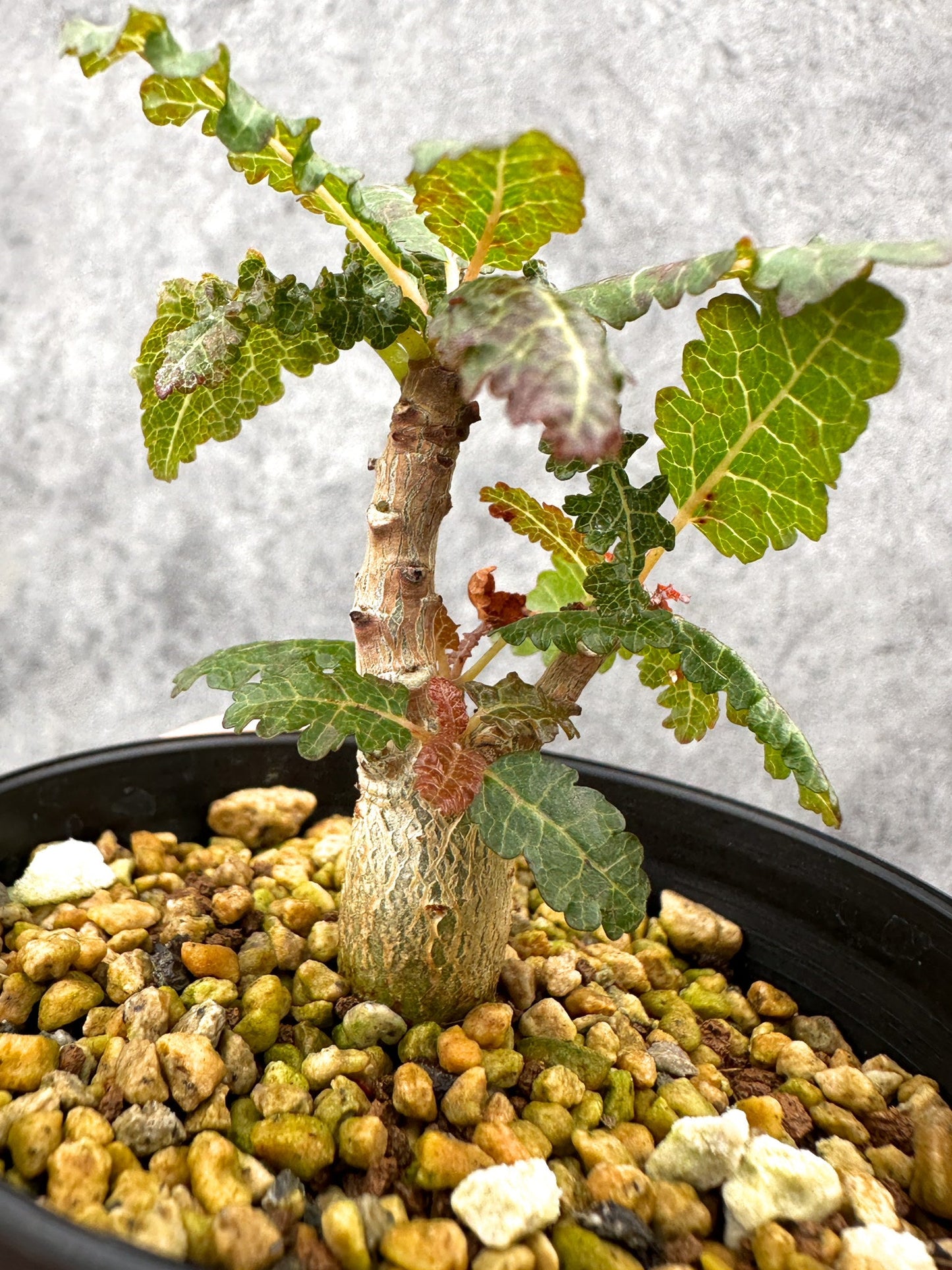 【現品限り】ボスウェリア・ナナ 実生【I54】 Boswellia nana