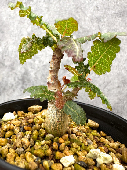 【現品限り】ボスウェリア・ナナ 実生【I54】 Boswellia nana