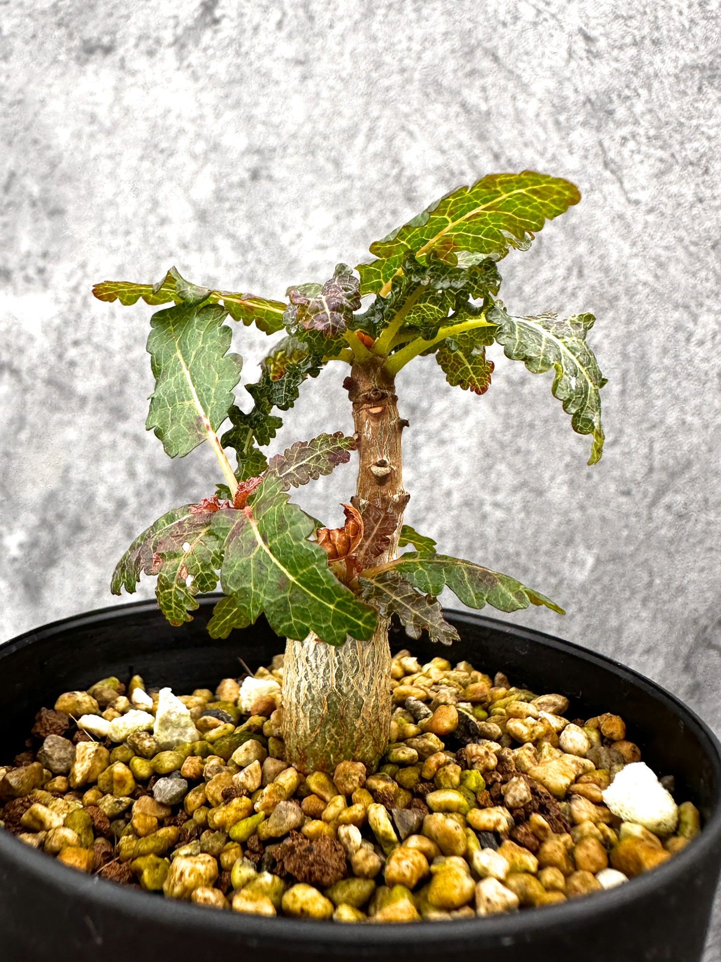 【現品限り】ボスウェリア・ナナ 実生【I54】 Boswellia nana