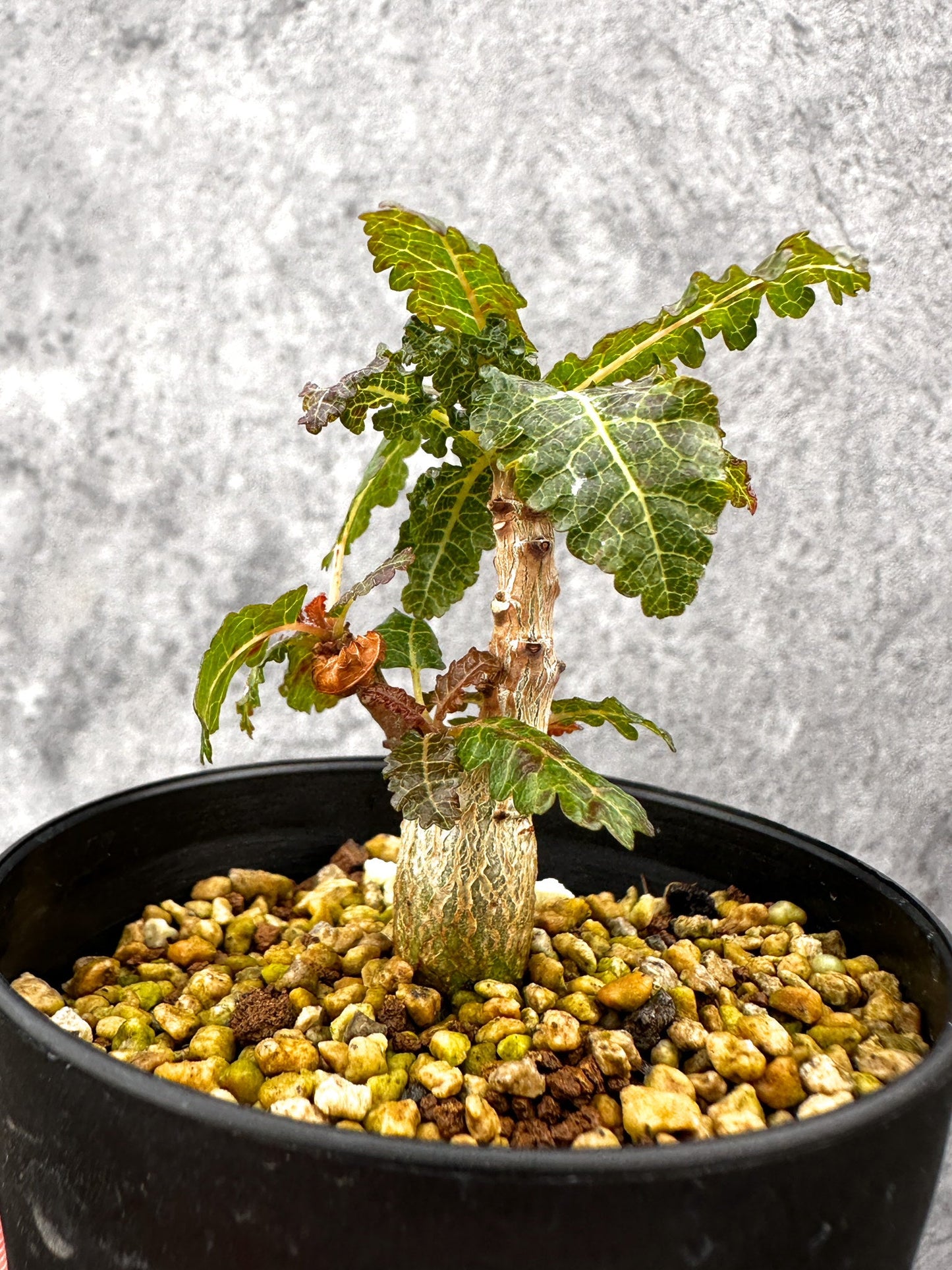 【現品限り】ボスウェリア・ナナ 実生【I54】 Boswellia nana