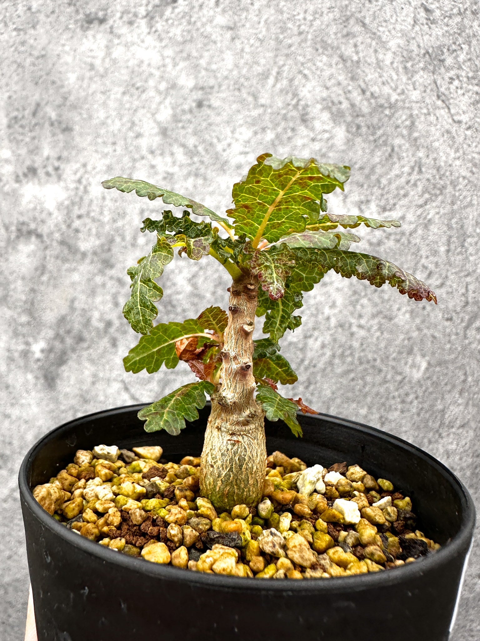 ボスウェリア・ナナ 実生【I54】 Boswellia nana 塊根植物 コーデック