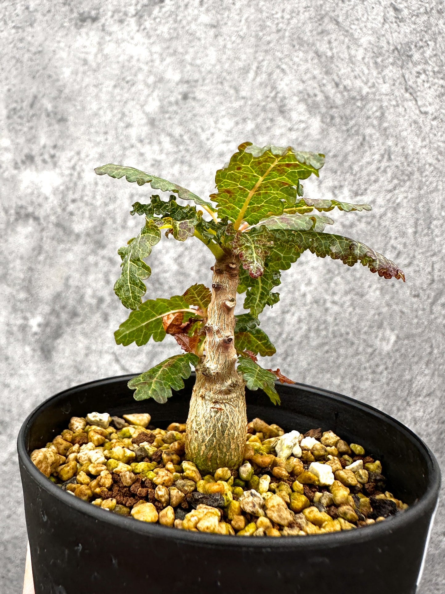【現品限り】ボスウェリア・ナナ 実生【I54】 Boswellia nana