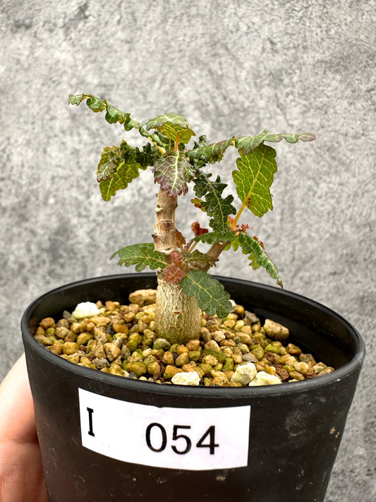 【現品限り】ボスウェリア・ナナ 実生【I54】 Boswellia nana