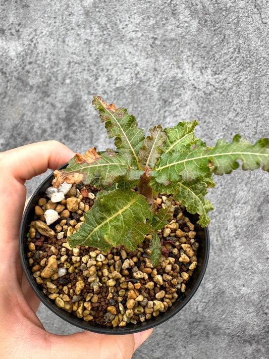 【現品限り】ボスウェリア・ナナ 実生【I55】 Boswellia nana